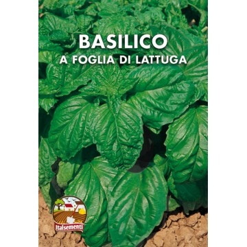 Basilico a Foglia di Lattuga