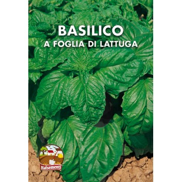 Salatblatt Basilikum