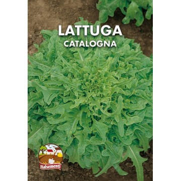 Lattuga Catalogna o Cerbiatta