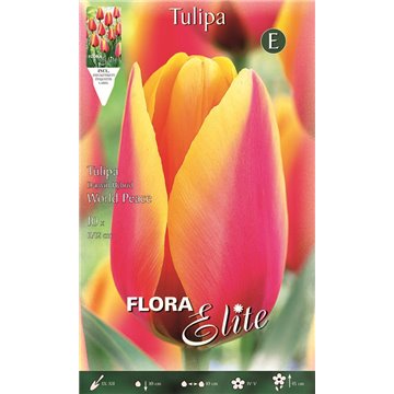 Tulipano Darwin Hybrid World Peace