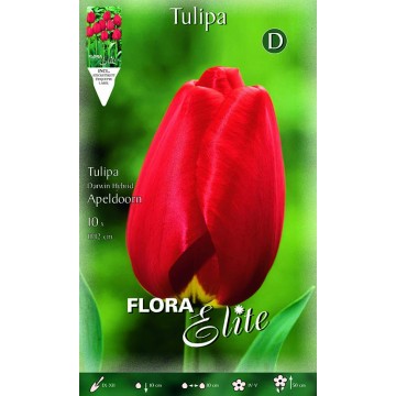 Tulipano Darwin Hybrid Apeldoorn