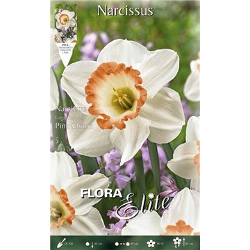 Narcissus Large-cupped Carlton
