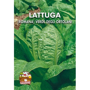 Green Romaine Lettuce from...