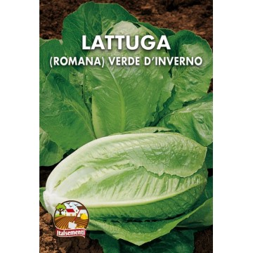 Green romaine lettuce in...