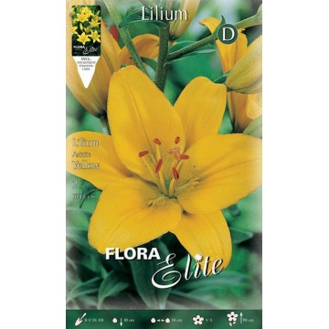 Lilium Asiatico Giallo