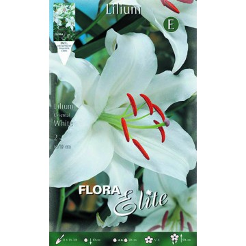 Lilium Orientale White