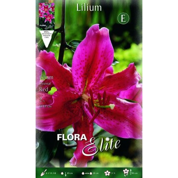 Lilium Oriental Red