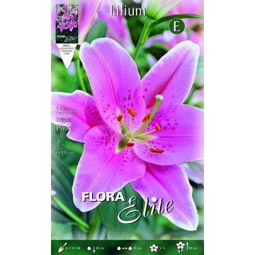 Lilium Orientale Pink