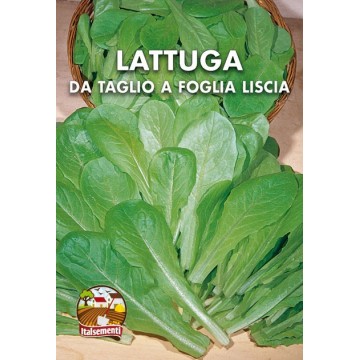 Smooth Leaf Cut Lettuce