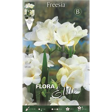 Fresia Semplice Bianco