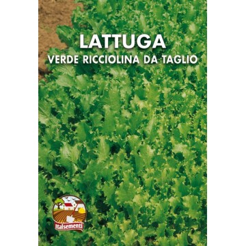 Lattuga Verde Ricciolina da...