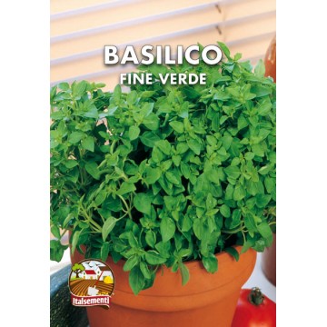 Fine Green Basil