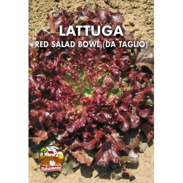 Lattuga da Taglio Red Salad...