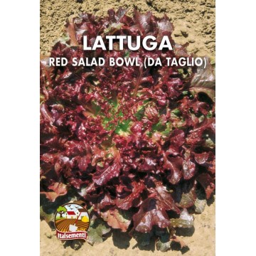 Lattuga da Taglio Red Salad...