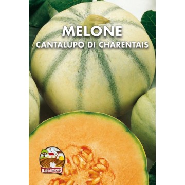 Melon cantaloup charentais