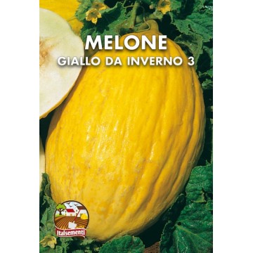 Gelbe Melone für Winter 3