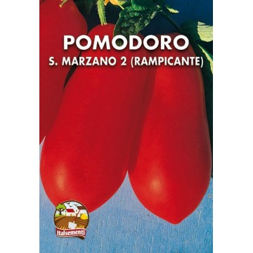 Tomate S. Marzano 2 grimpante
