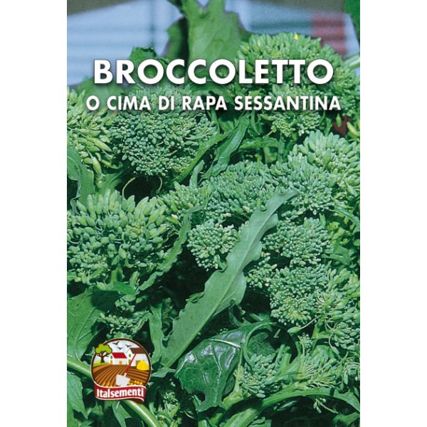 Semi Broccoletto o Cima di Rapa 50° Massafrese Cima Grossissima Ci002-1000 Sementi Circa Brassica Rapa Cymosa Semi agricoli 