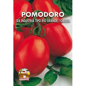Rio Grande Tomate (zur...