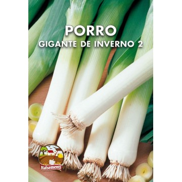 Giant Leek de Inverno 2