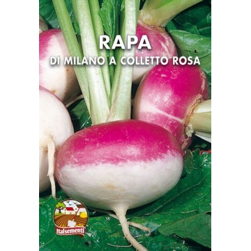 White Milano turnip with...