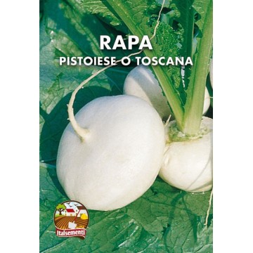 Pistoia or Tuscan Turnip