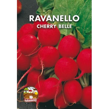 Ravanello Cherry Belle