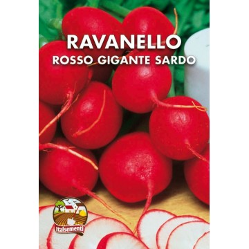 Ravanello Rosso Gigante Sardo