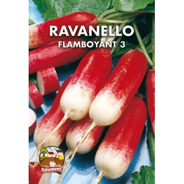 Flamboyant Radish 3