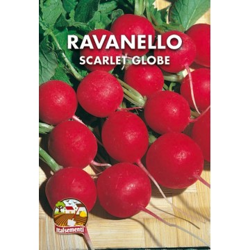 Ravanello Scarlet Globe