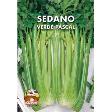 Sedano Verde Pascal