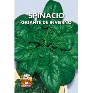 Spinacio Gigante de Invierno