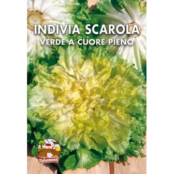 Indivia Scarola Verde a...