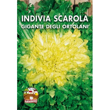 Indivia Scarola Gigante...