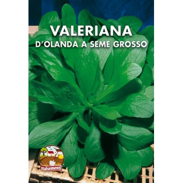 Valeriana d'Olanda a Seme...