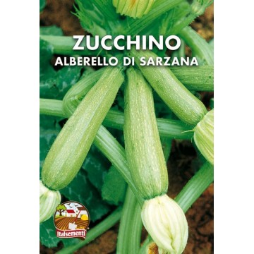 Zucchini-Setzling von Sarzana