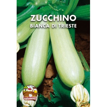 Weiße Zucchini aus Triest