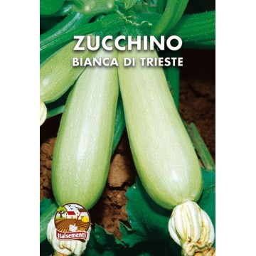 Zucchino Bianca di Trieste