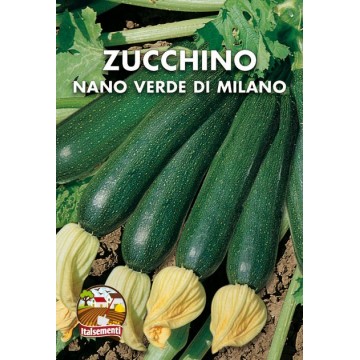 Zucchino Nano Verde di Milano