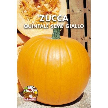 Zucca Quintale Seme Giallo