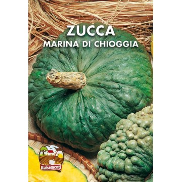 Chioggia Sea Pumpkin