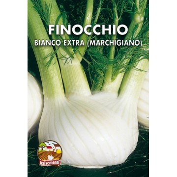 Extra White Fennel (Marche)