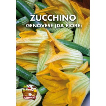 Blühende Zucchini