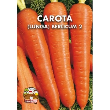 Carrot Berlicum 2