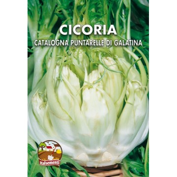 Chicory Catalonia Galatina...