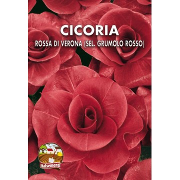 Red Chicory of Verona (Sel....