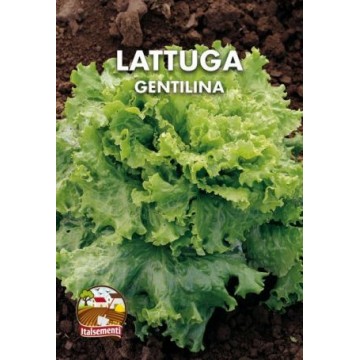 Gentilina Lettuce