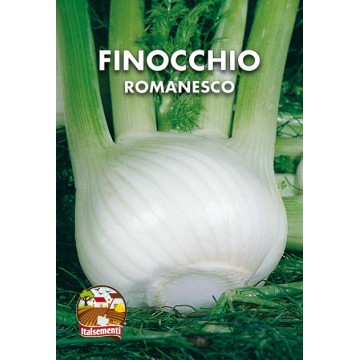 Finocchio Romanesco