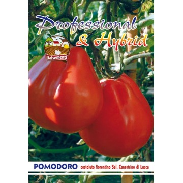 Pomodoro Costoluto...