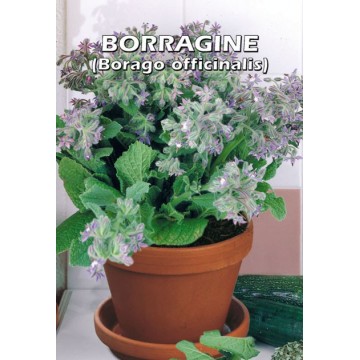 Borage